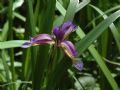 Iris graminea